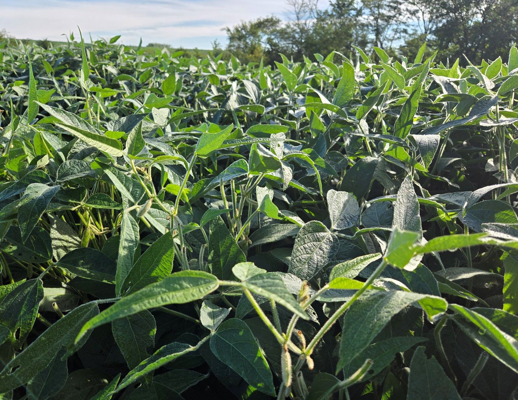 Listing Photo: 1066 Co Rd S56, Wayne County, Iowa